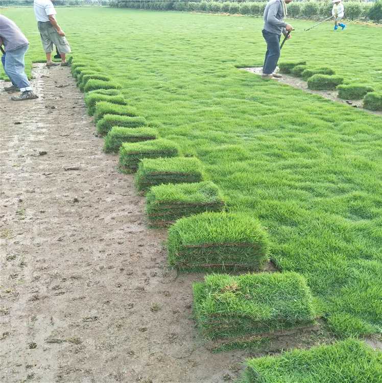 佛山绿化草坪种植养护与渔业机械销售 双轮驱动下的现代农业服务新格局